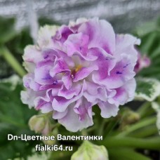 Dn-Цветные Валентинки